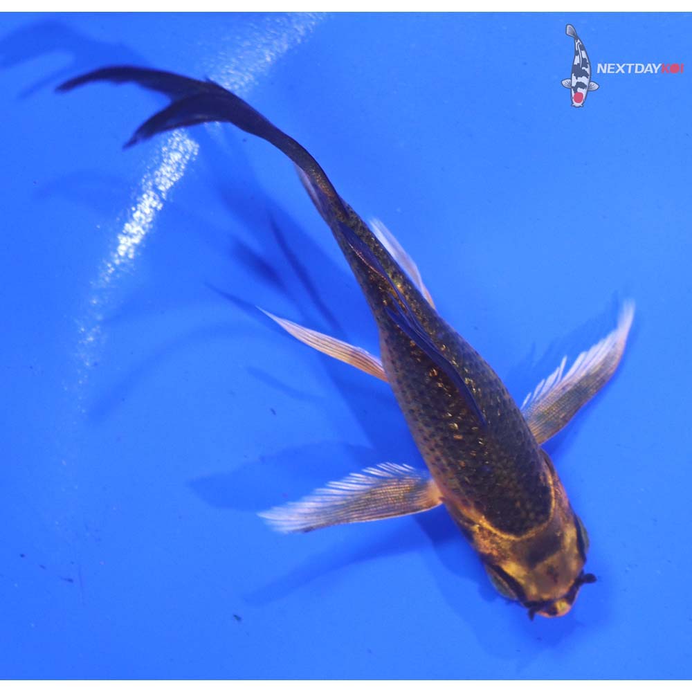 3” Imported Gin Rin Ki Matsuba Butterfly Koi
