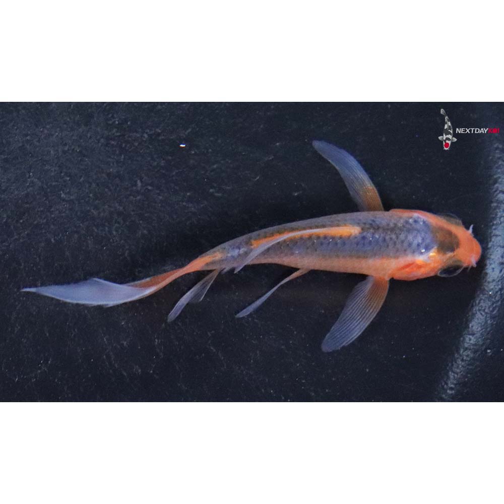 3” Imported Asagi Butterfly Koi