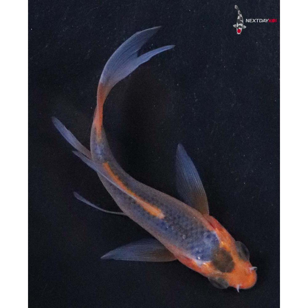 3” Imported Asagi Butterfly Koi