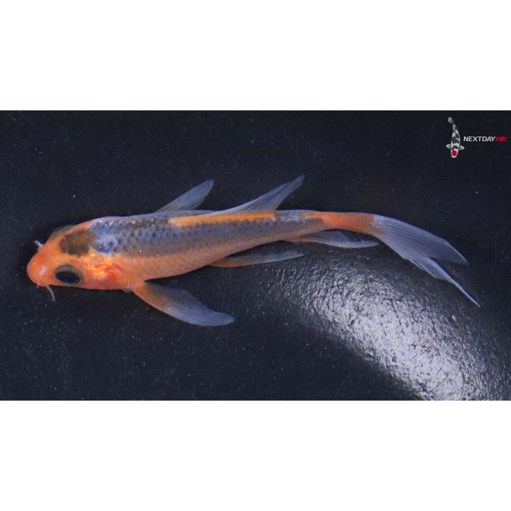 3” Imported Asagi Butterfly Koi