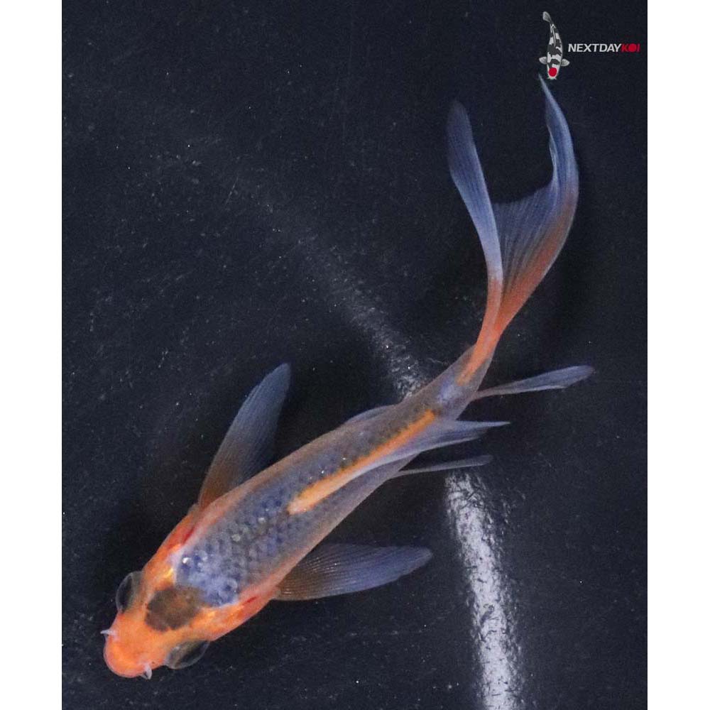 3” Imported Asagi Butterfly Koi