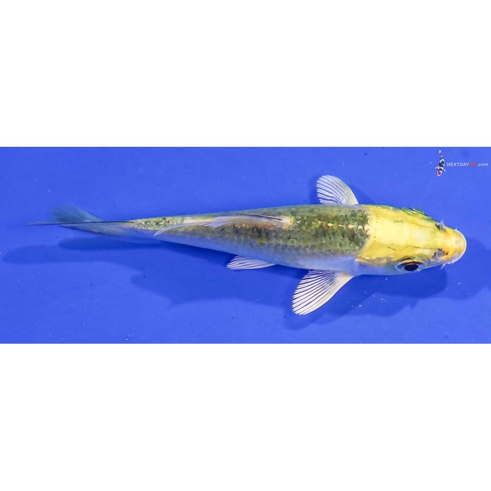 3” Imported Kujaku