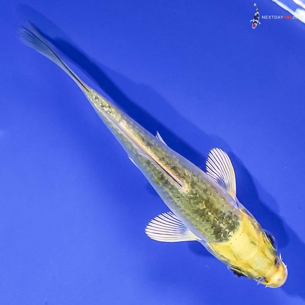 3” Imported Kujaku