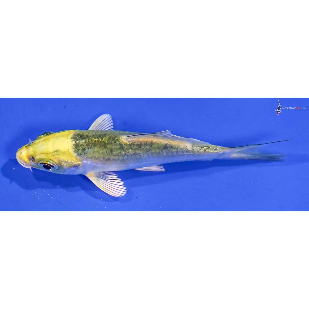 3” Imported Kujaku