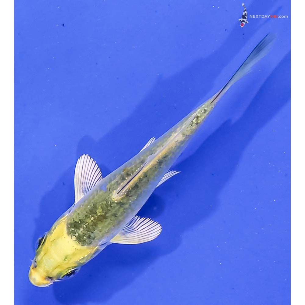 3” Imported Kujaku