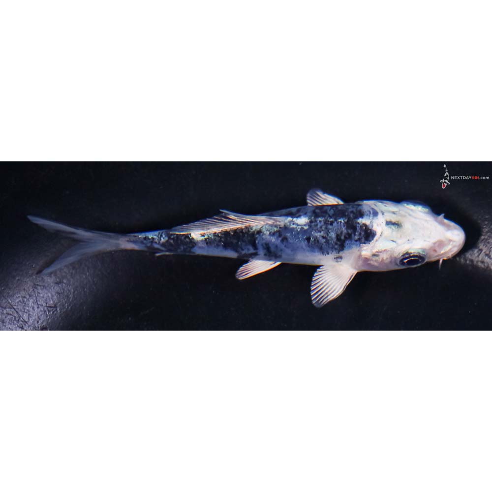 3.5” Imported Doitsu Blue Gin Shiro Bekko