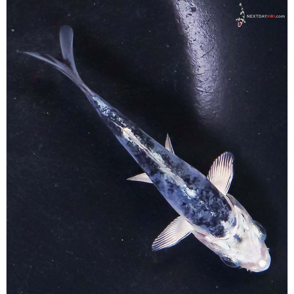 3.5” Imported Doitsu Blue Gin Shiro Bekko