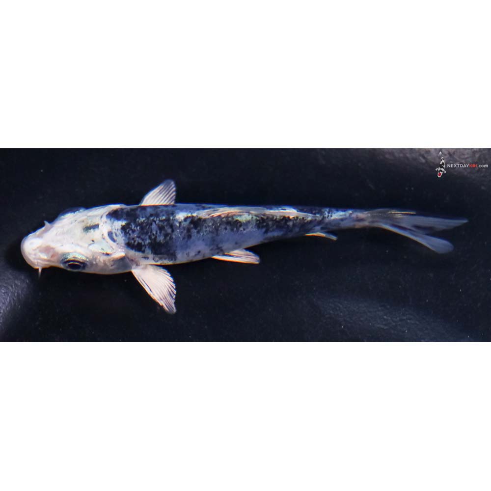 3.5” Imported Doitsu Blue Gin Shiro Bekko
