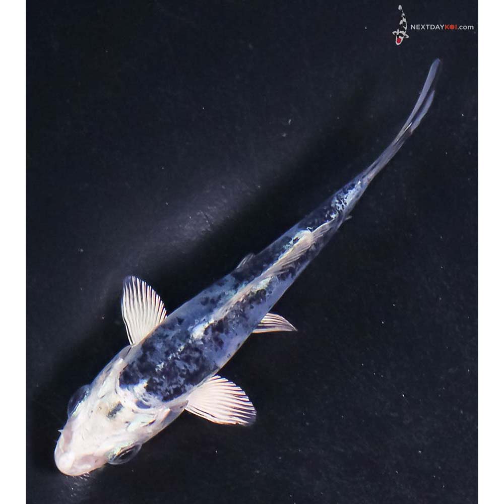 3.5” Imported Doitsu Blue Gin Shiro Bekko