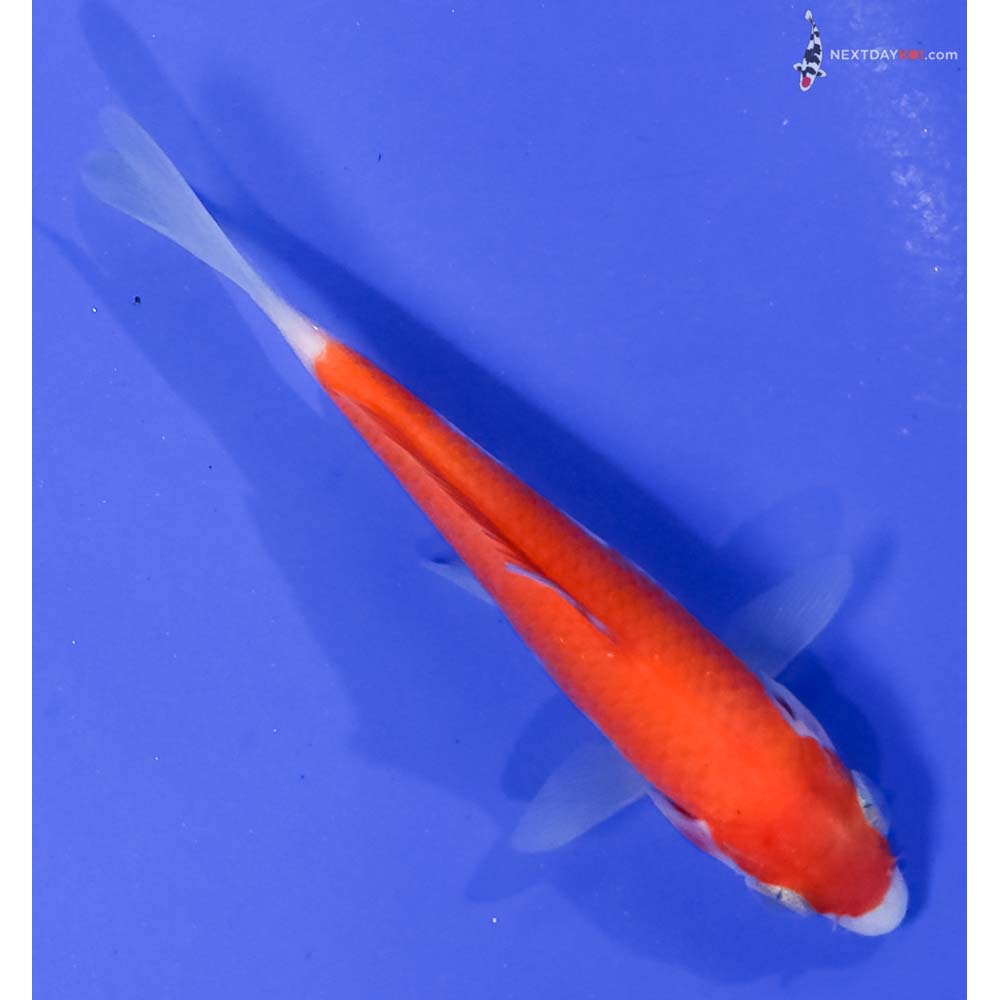4” Imported Kohaku