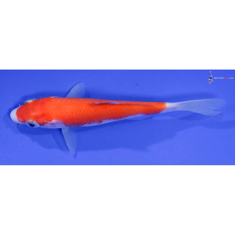 4” Imported Kohaku