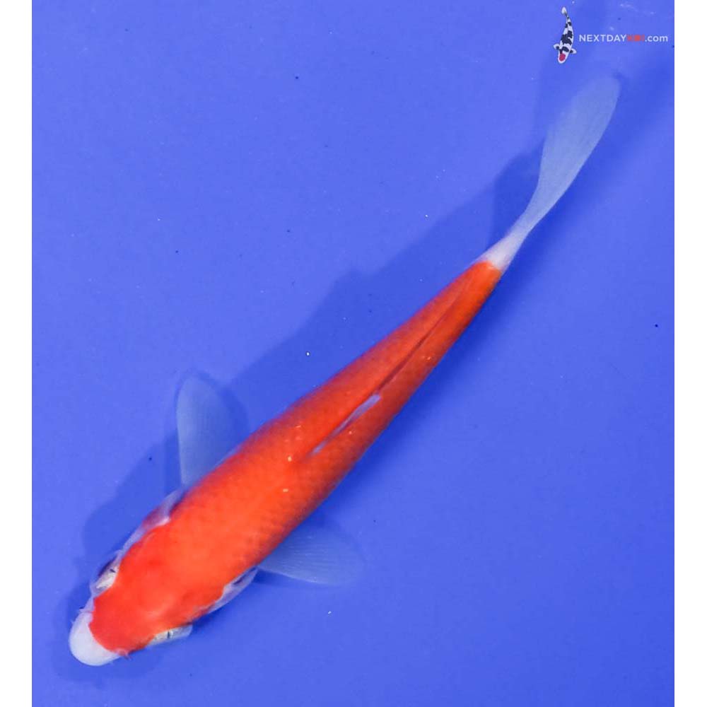 4” Imported Kohaku