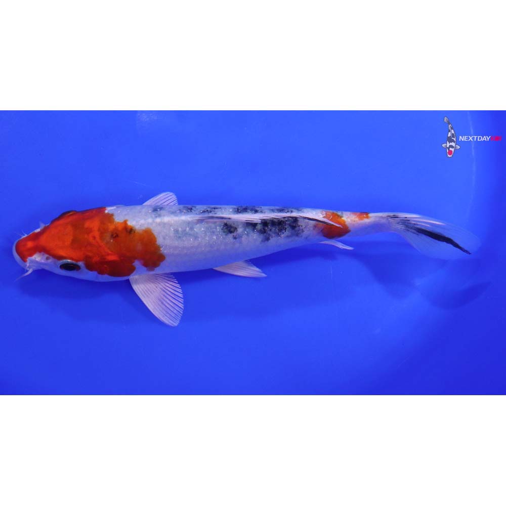 7” Imported Yamato Nishiki