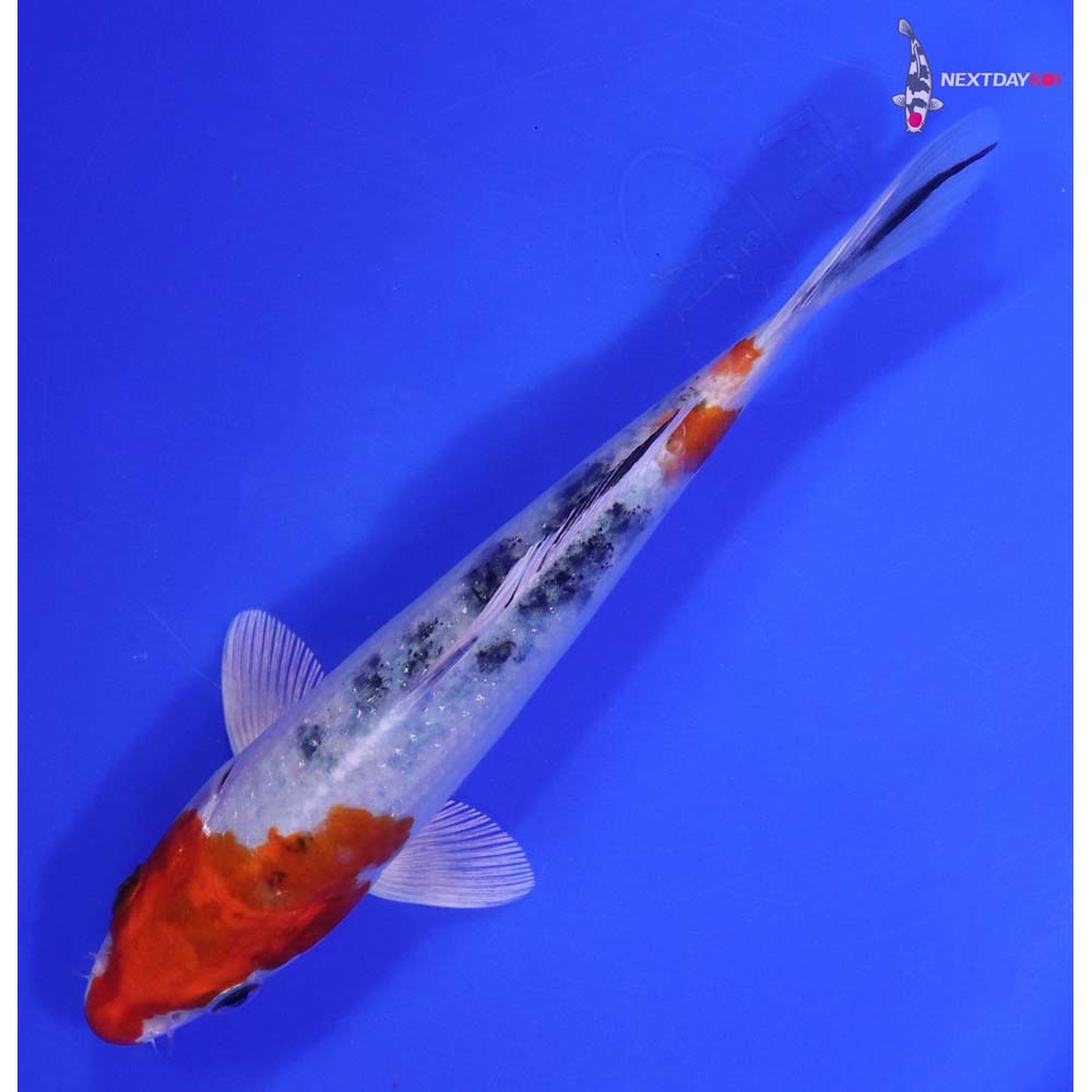 7” Imported Yamato Nishiki