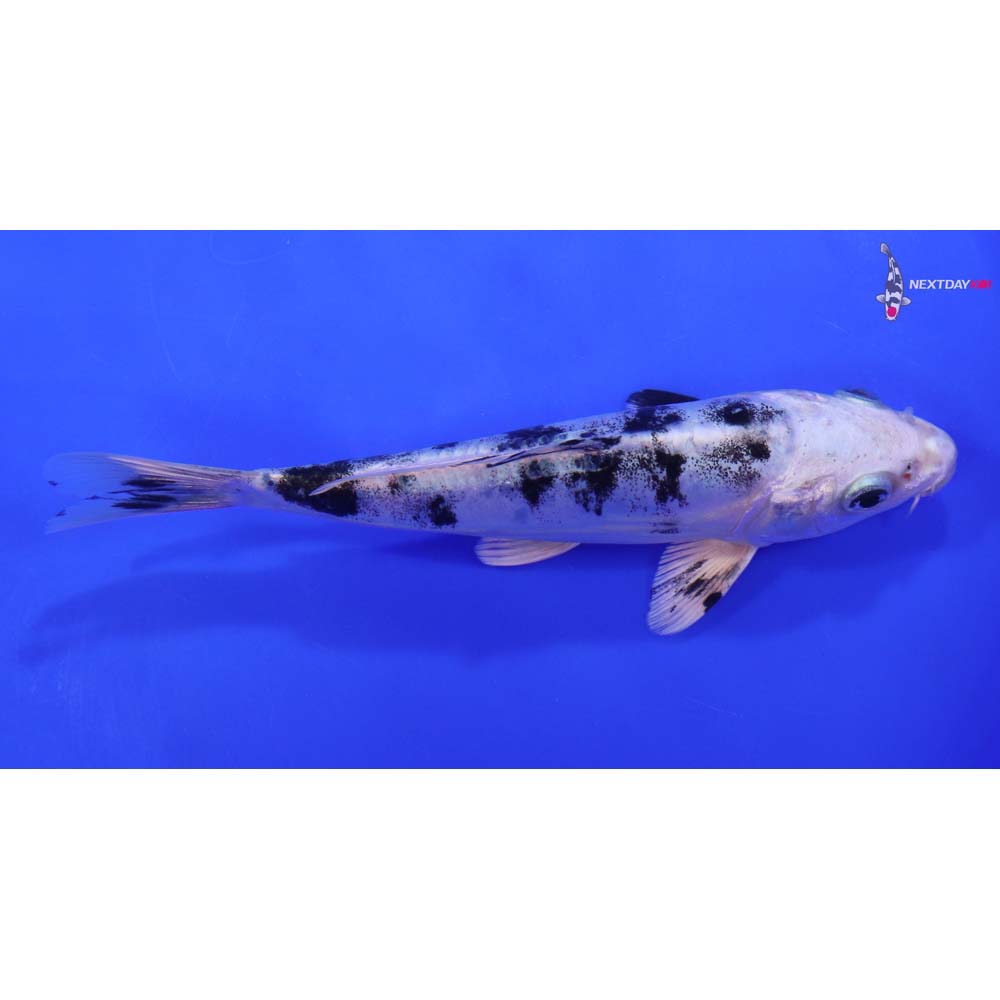 7.5” Imported Doitsu Gin Shiro Bekko