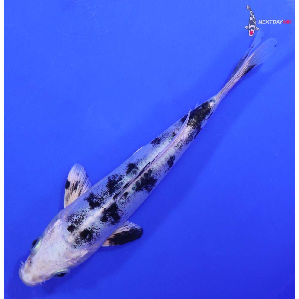 7.5” Imported Doitsu Gin Shiro Bekko