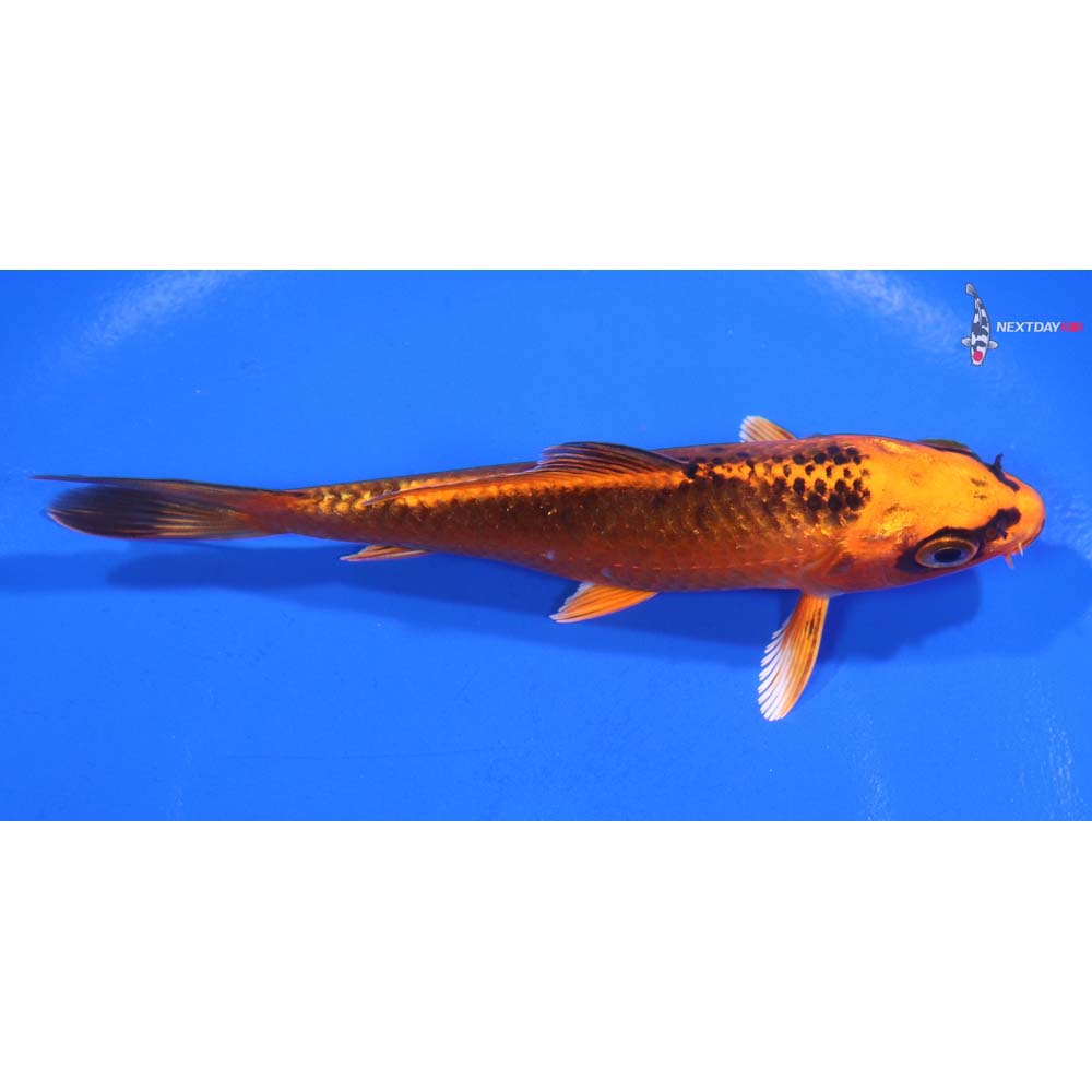 4.5” Imported Orenji Matsuba