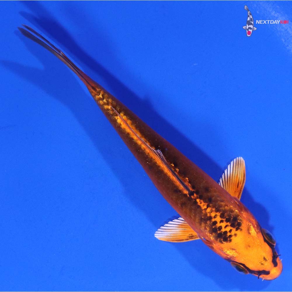 4.5” Imported Orenji Matsuba