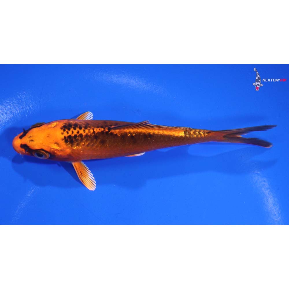 4.5” Imported Orenji Matsuba