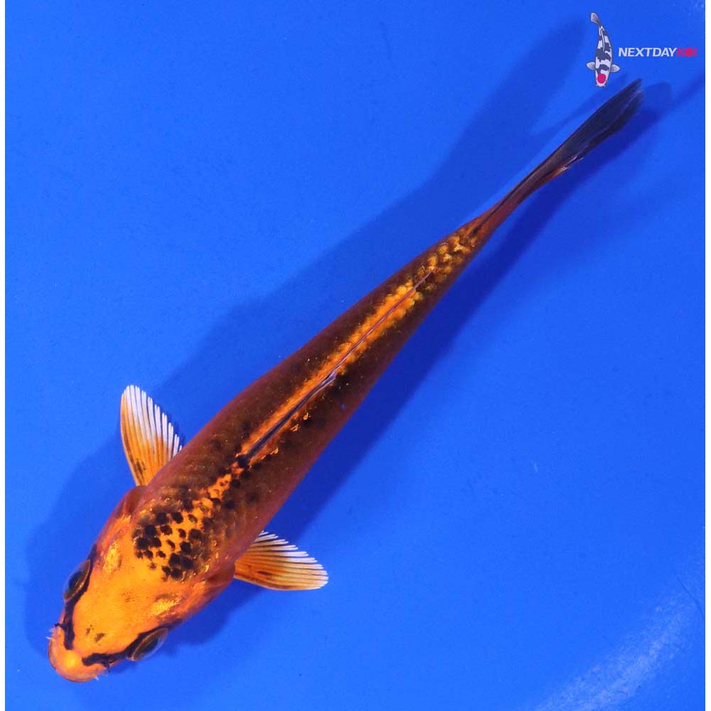 4.5” Imported Orenji Matsuba