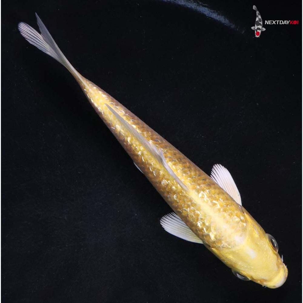 5” Imported Gin Rin Yamabuki Ogon