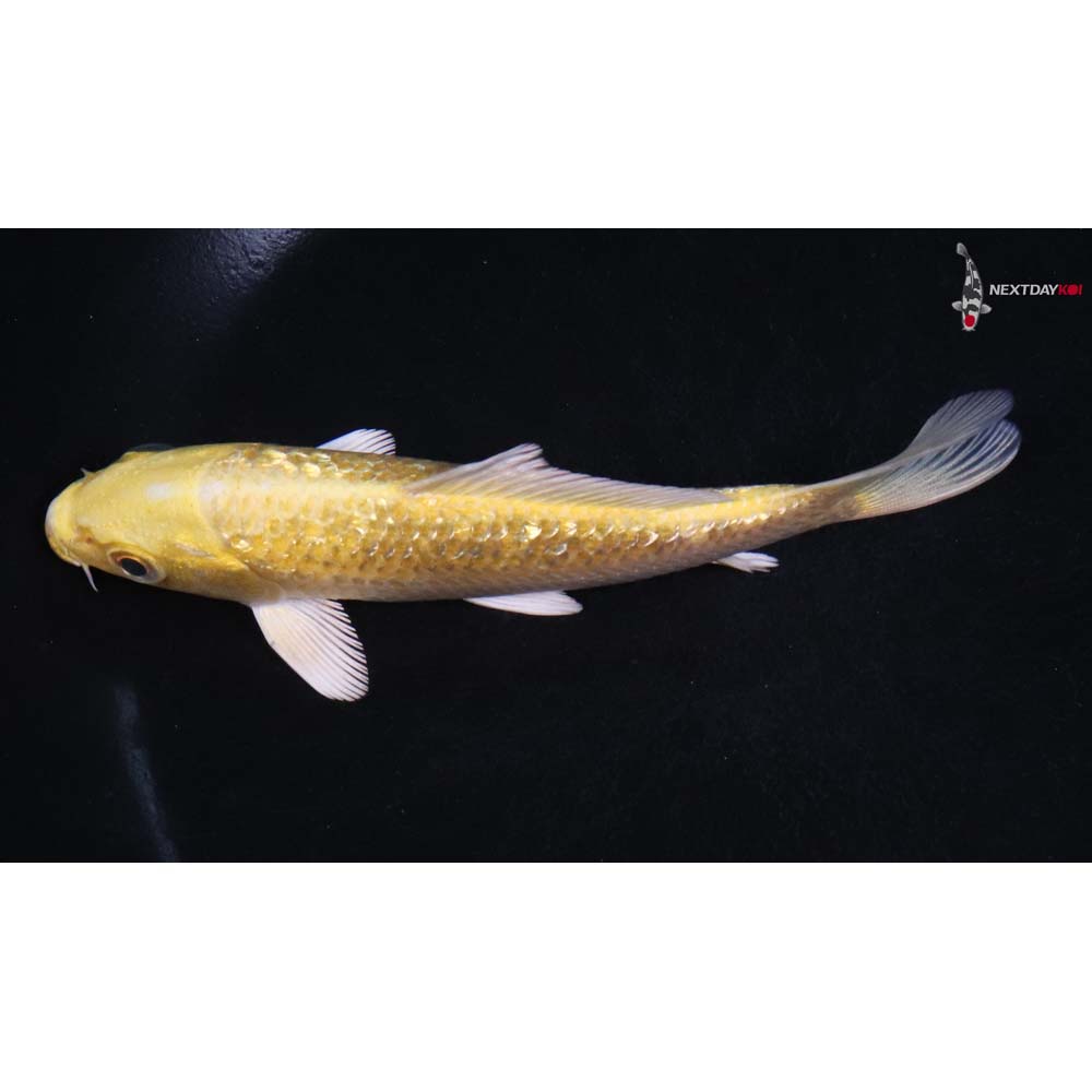 5” Imported Gin Rin Yamabuki Ogon