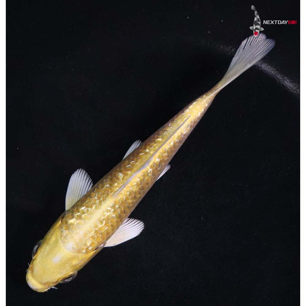 5” Imported Gin Rin Yamabuki Ogon