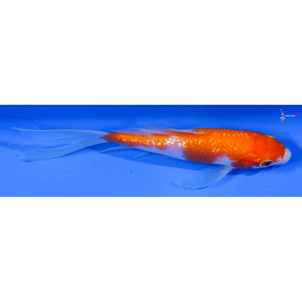 4.5” Imported Gin Rin Kohaku Butterfly Koi