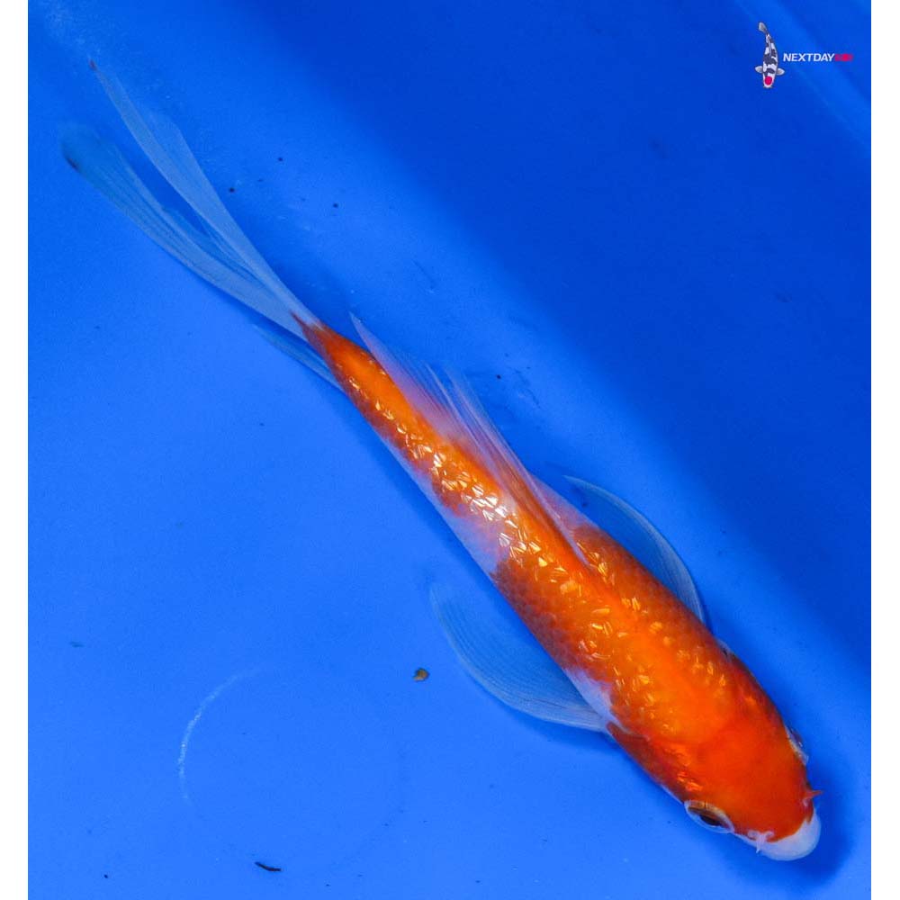 4.5” Imported Gin Rin Kohaku Butterfly Koi