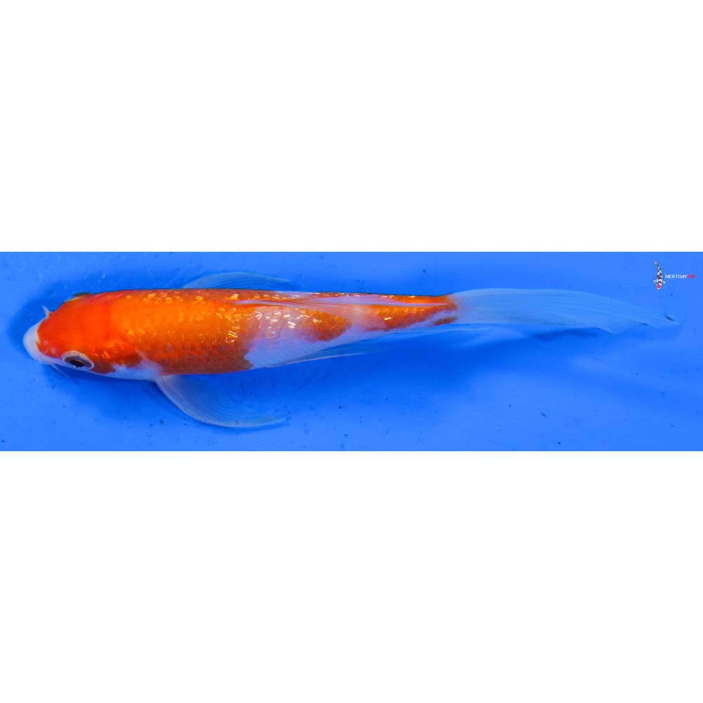 4.5” Imported Gin Rin Kohaku Butterfly Koi