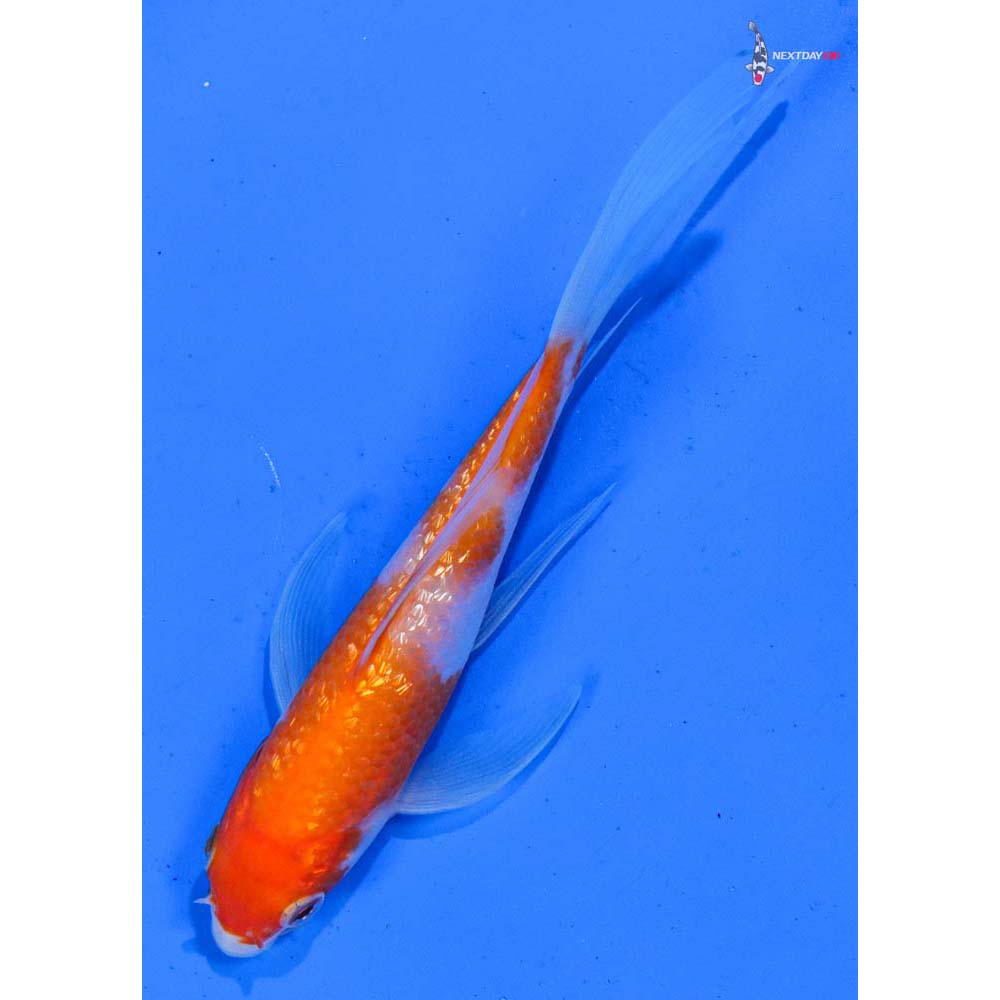4.5” Imported Gin Rin Kohaku Butterfly Koi