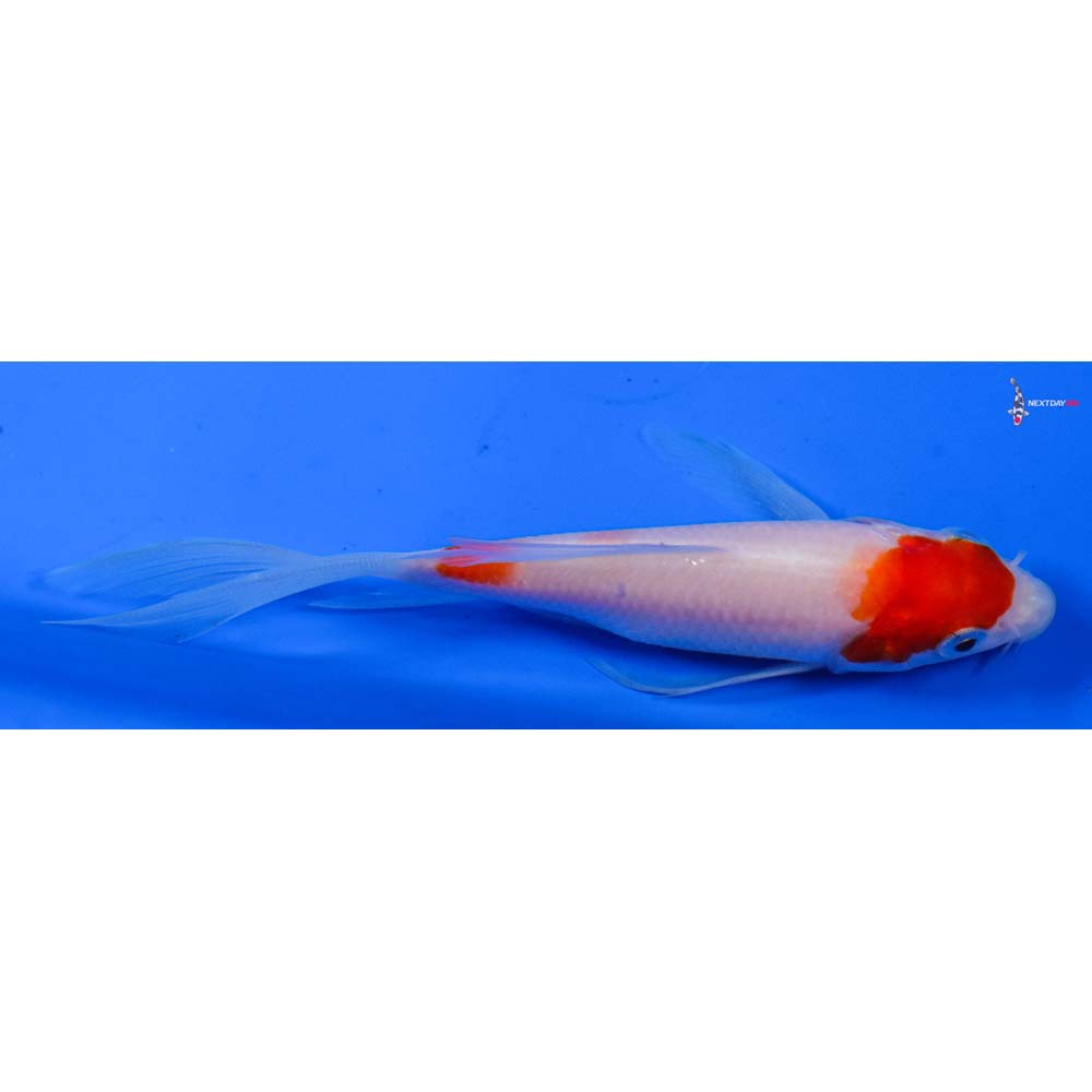4.5” Imported Kohaku Butterfly Koi