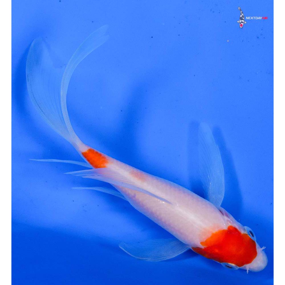 4.5” Imported Kohaku Butterfly Koi