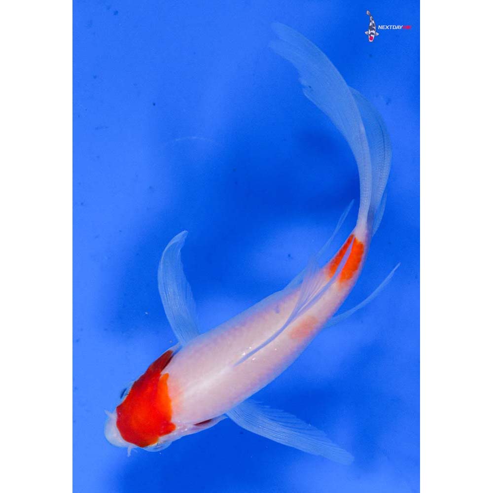 4.5” Imported Kohaku Butterfly Koi