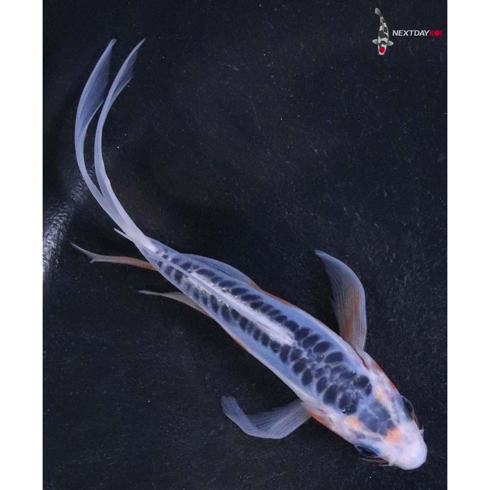 5” Imported Shusui Butterfly Koi