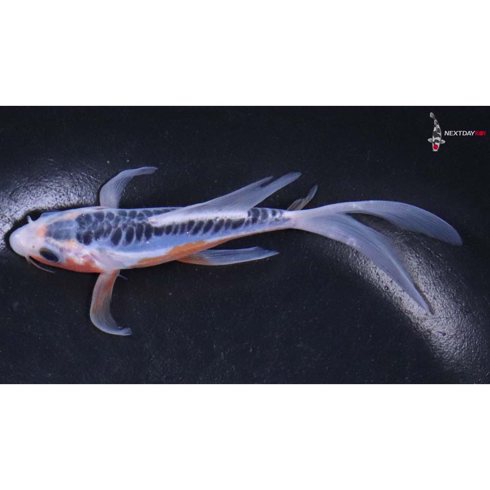 5” Imported Shusui Butterfly Koi