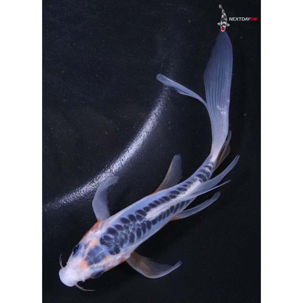 5” Imported Shusui Butterfly Koi
