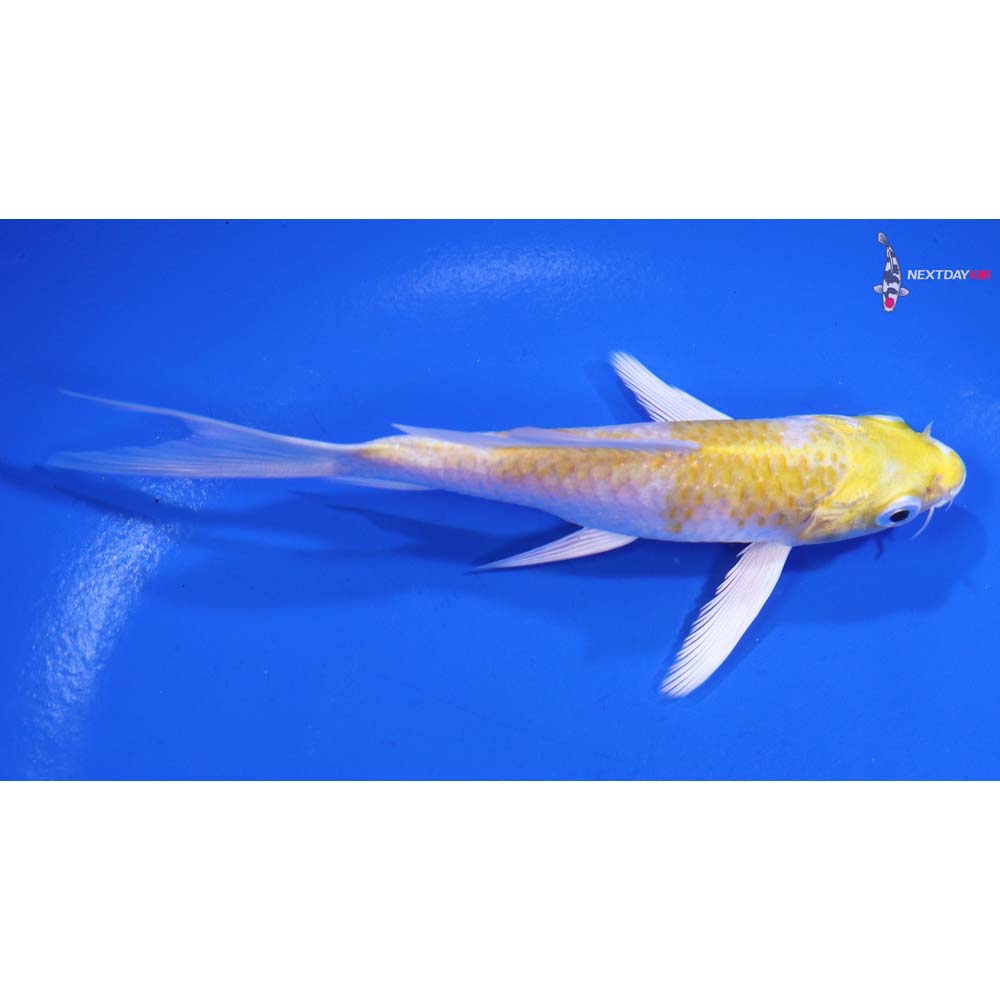 5” Imported Lemon Hariwake Butterfly Koi