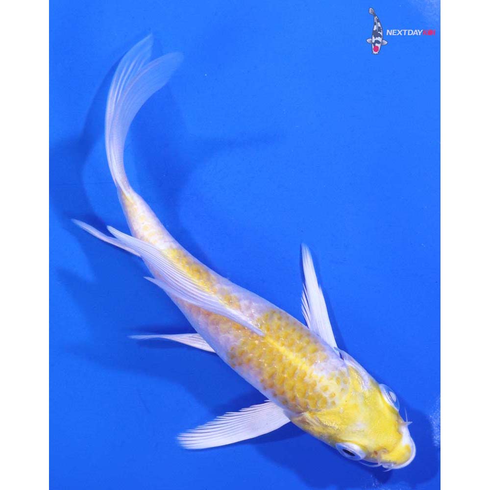 5” Imported Lemon Hariwake Butterfly Koi