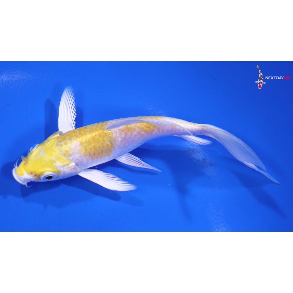 5” Imported Lemon Hariwake Butterfly Koi