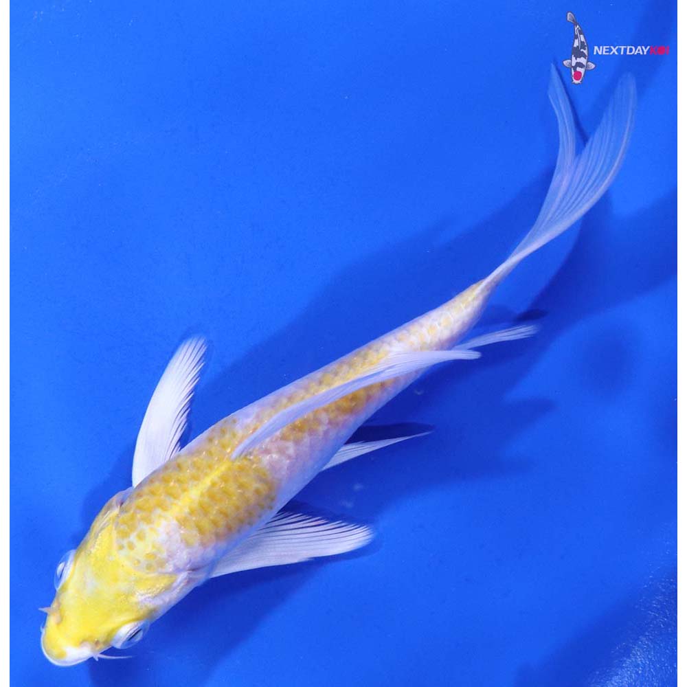 5” Imported Lemon Hariwake Butterfly Koi