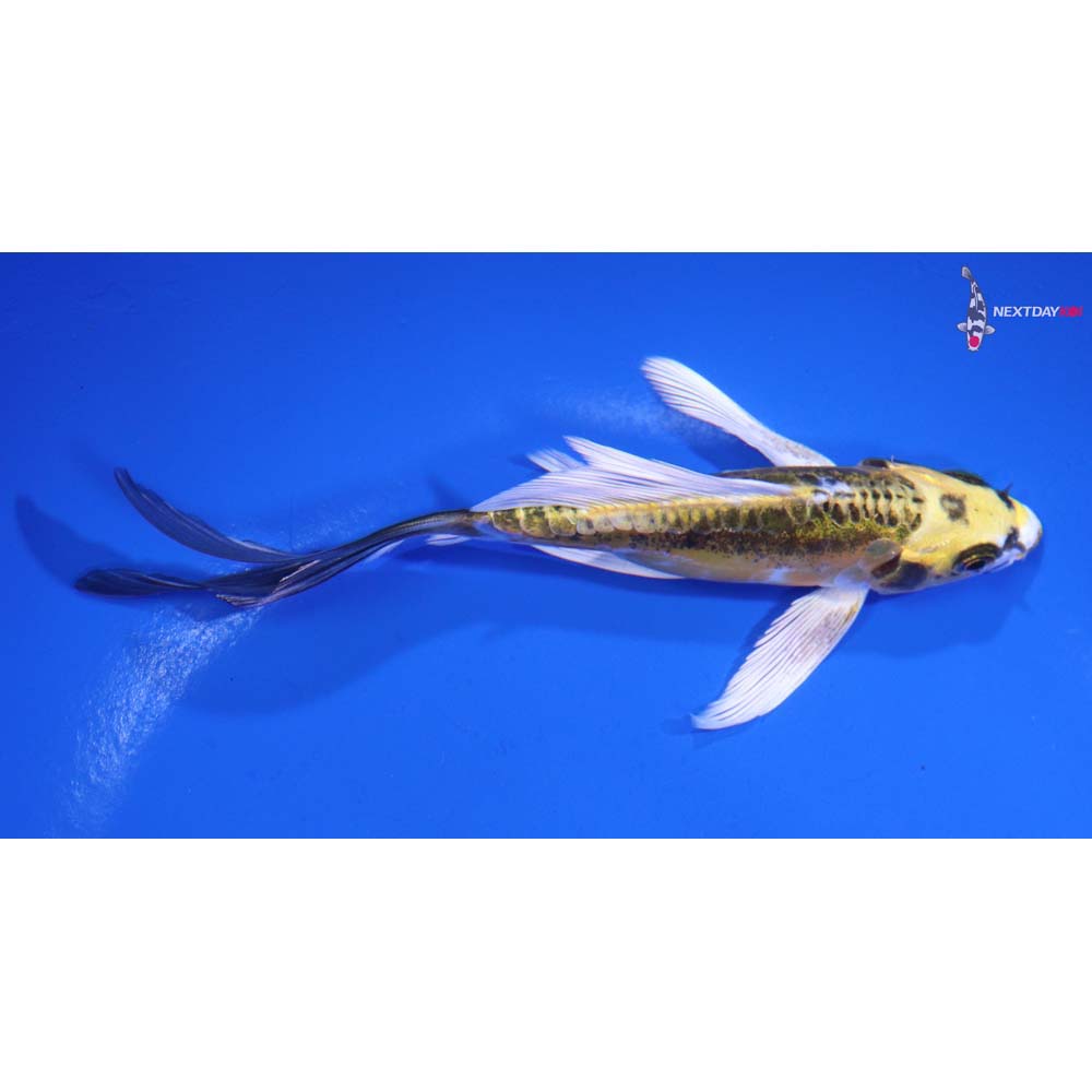 5” Imported Doitsu Kujaku Butterfly Koi