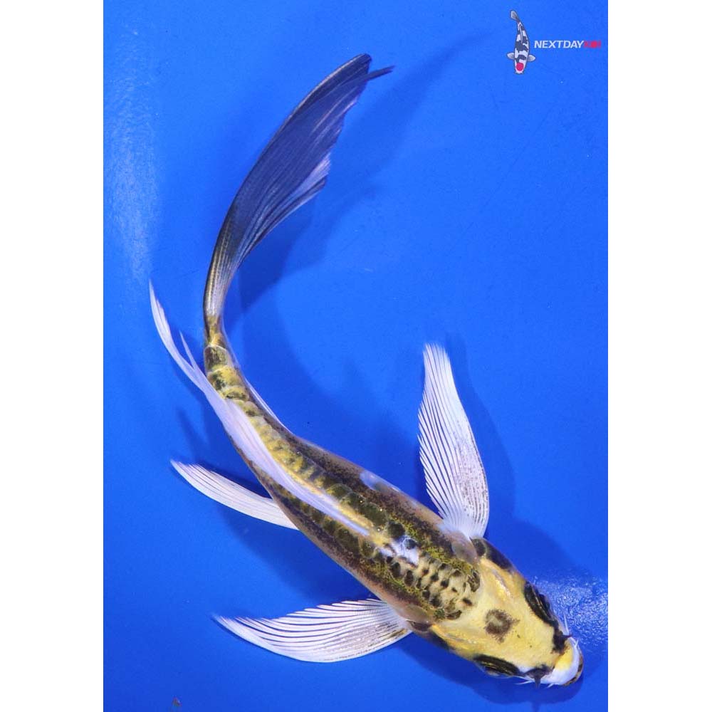 5” Imported Doitsu Kujaku Butterfly Koi