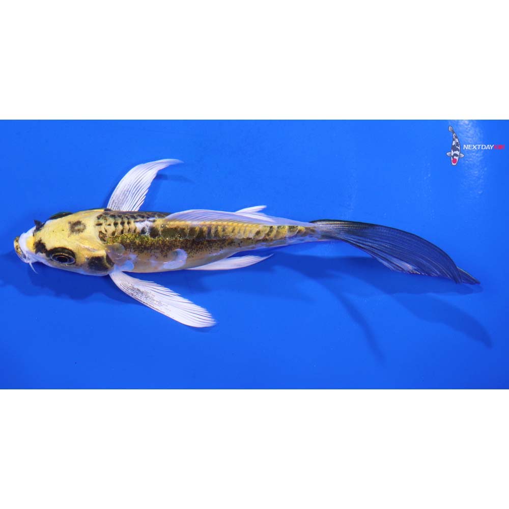 5” Imported Doitsu Kujaku Butterfly Koi