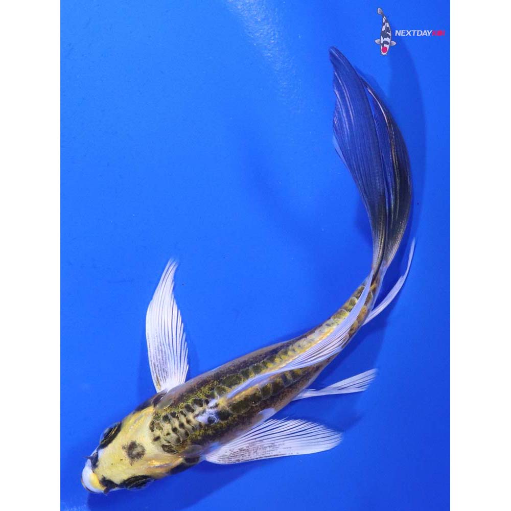 5” Imported Doitsu Kujaku Butterfly Koi