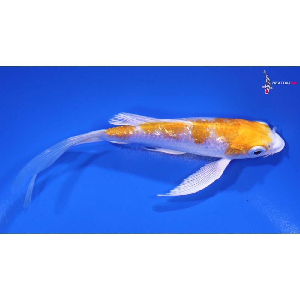 5” Imported Gin Rin Hariwake Butterfly Koi