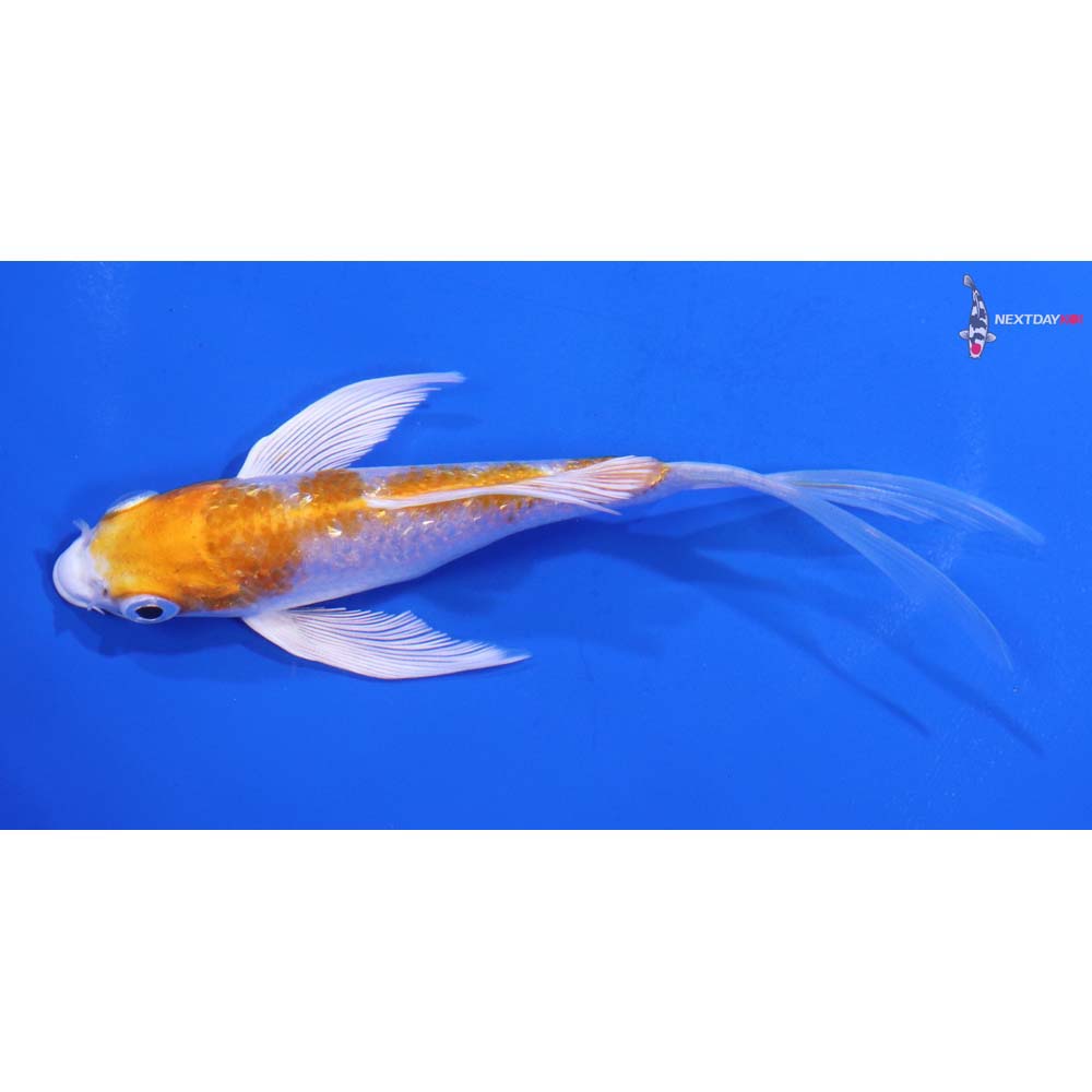 5” Imported Gin Rin Hariwake Butterfly Koi