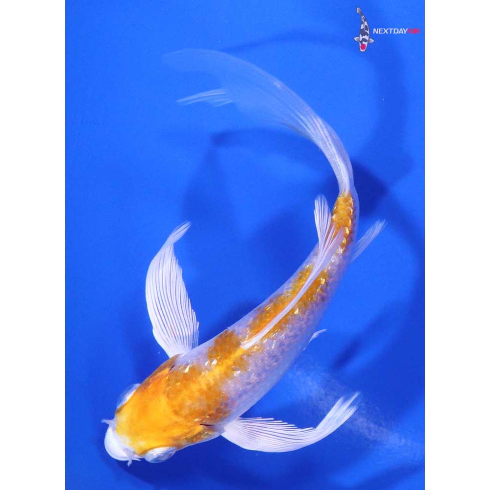 5” Imported Gin Rin Hariwake Butterfly Koi