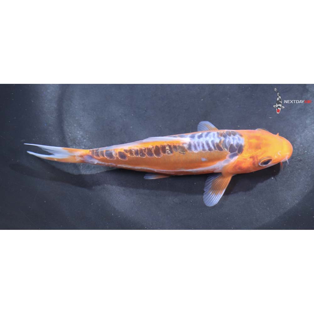 5” Imported Shusui