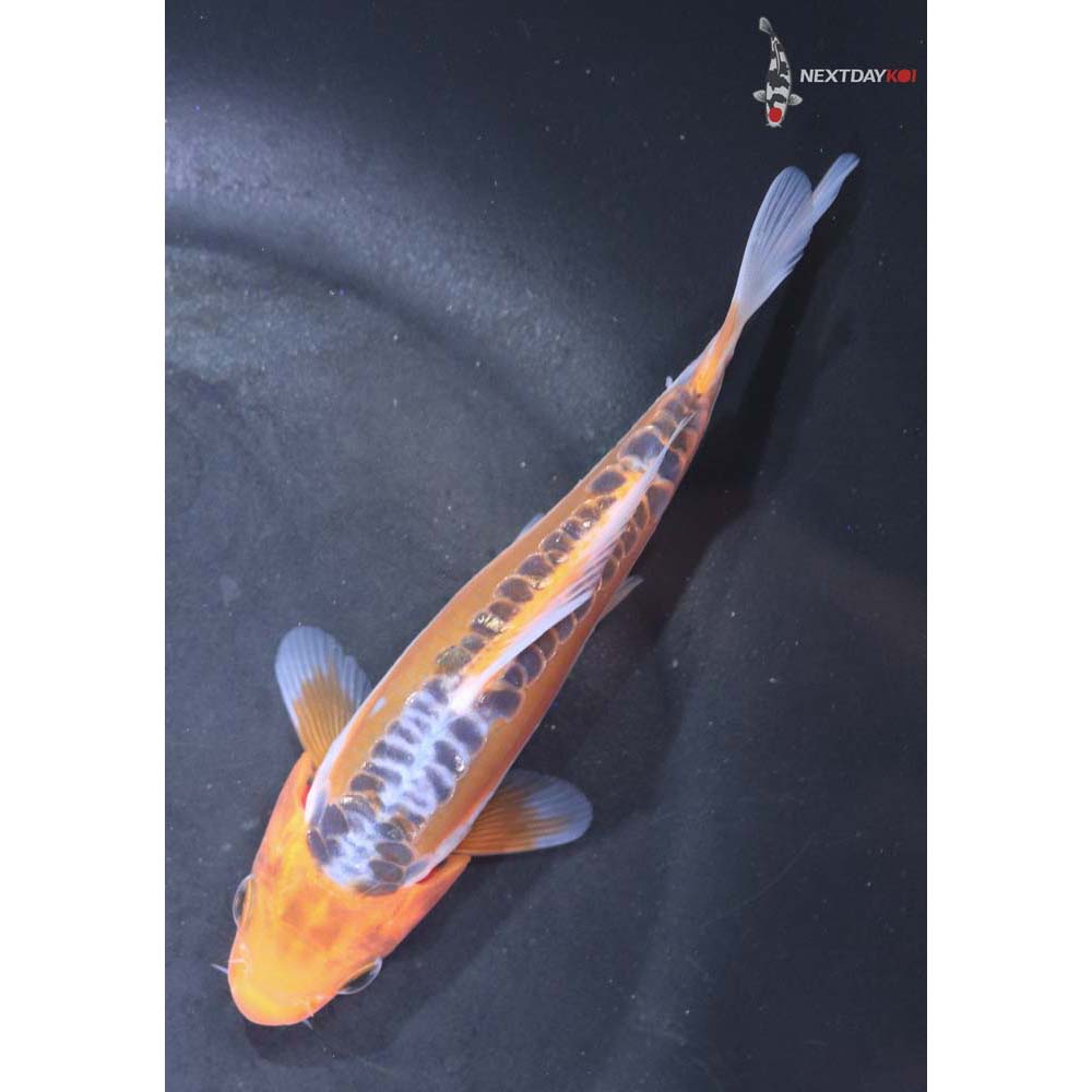 5” Imported Shusui